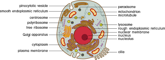 Animal Cell Structure Educational Material For Biology Lesson Stock  Illustration - Download Image Now - iStock