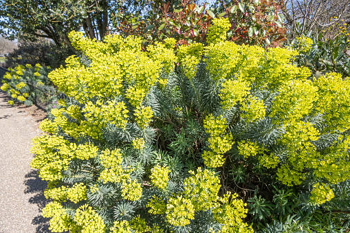Blooming spurge. Flowering spurge plant. Green flowers on subshrub. Euphorbia characias natural background.