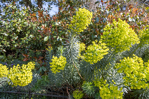 Euphorbia characias ssp veneta (Mediterranean Spurge) at Hyde Park in City of Westminster, London