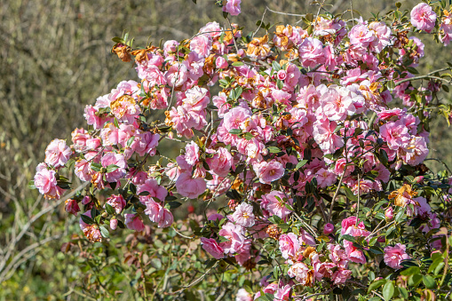 Camellia at Hyde Park in City of Westminster, London