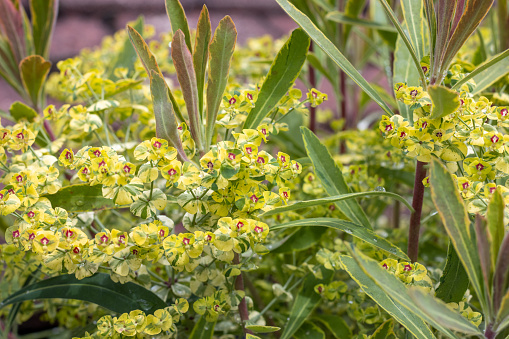 Close up view to the big yellow flower of great milkweed or Euphorbia caracias wulfenii plant