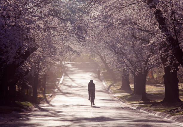 Cyclist in Washington DC in cherry blossom season