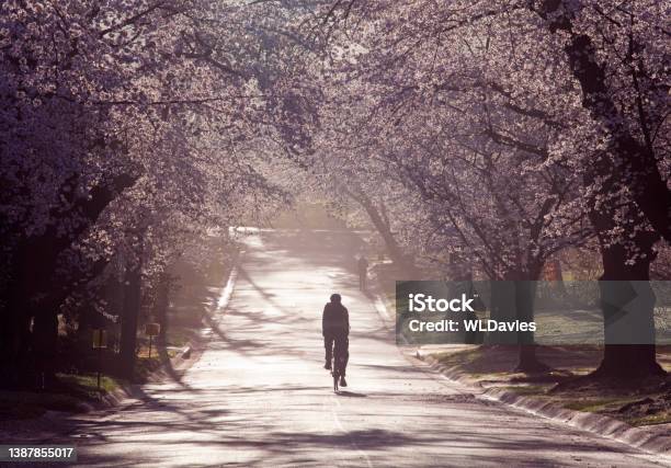 Cherry Blossom Neighborhood Stock Photo - Download Image Now - Washington DC, Cherry Blossom, Cycling
