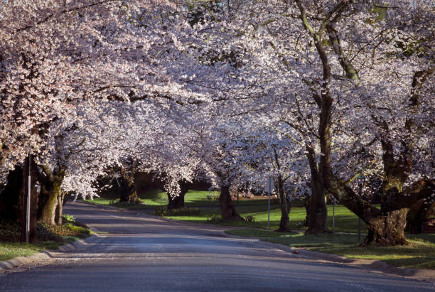 istock Cherry blossom neighborhood 1387855019