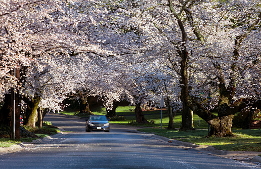 road and alley of flowering cherry trees in latin Prunus cerasus with beautiful sky. White colored flowering cherrytree