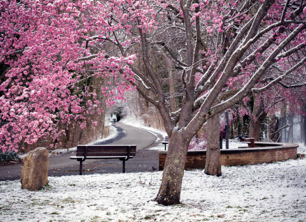 雪の中の桜 - cherry blossom cherry tree tree washington dc ストックフォトと画像