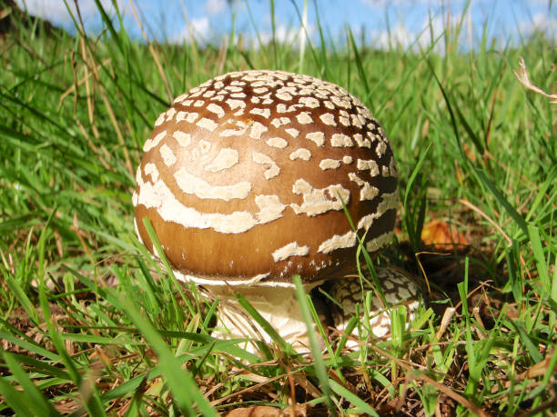 Brown spotted fungus