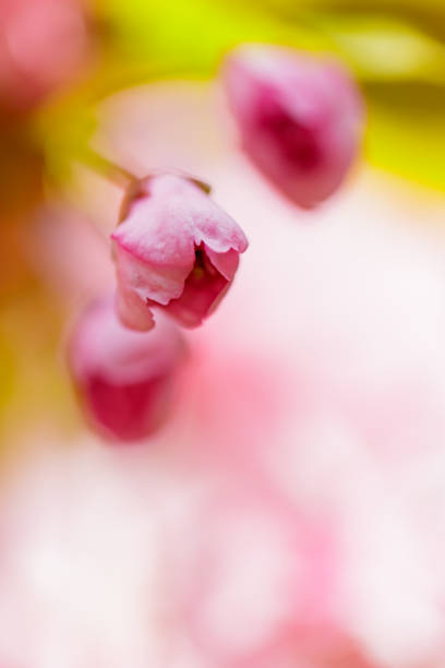 istock Blooming sakura on a blurred background. Beautiful blooming sakura buds close-up. Pink sakura as a symbol of spring 1387857734