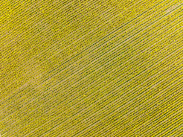 istock Aerial View of Daffodil Fields in Skagit Valley Washington State 1387857968