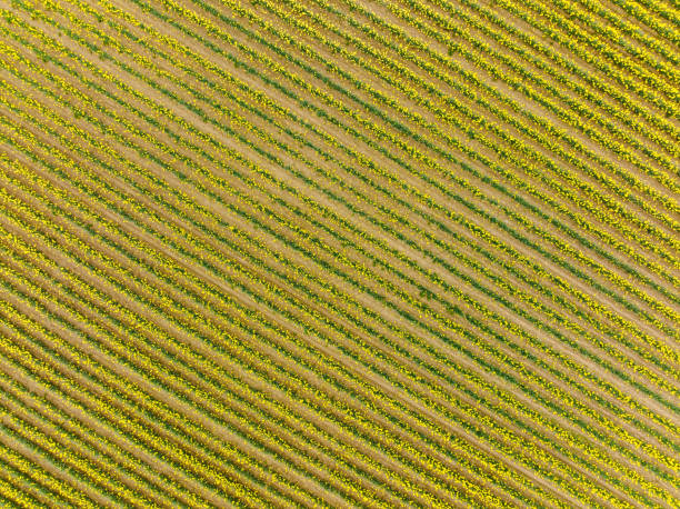 istock Aerial View of Daffodil Fields in Skagit Valley Washington State 1387857978