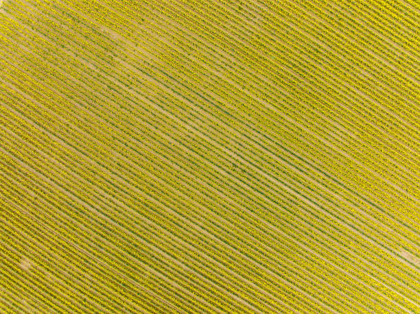 istock Aerial View of Daffodil Fields in Skagit Valley Washington State 1387858003
