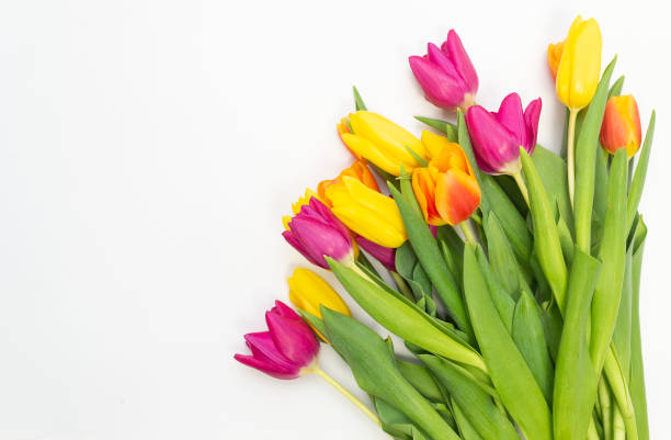 istock bouquet of colored tulips in a white background 1387858747