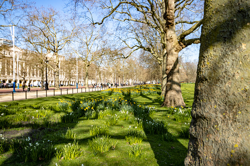 The Mall from St James's Park in City of Westminster, London