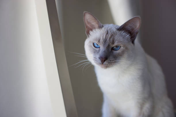 Domestic Thai cat with blue eyes resting at home. Portrait of a pet