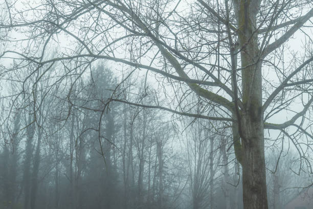 Haunting mist amongst gnarly trees in a forest