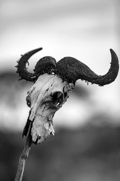 Wildebeest skull stock photo