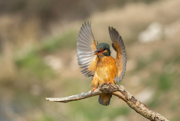 istock Female common kingfisher 1387861460