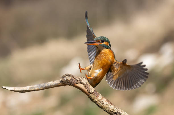 istock Female common kingfisher 1387861501
