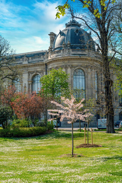 Rear View of the Petit Palais museum and Cherry tree with pink flowers in bloom - Paris stock photo