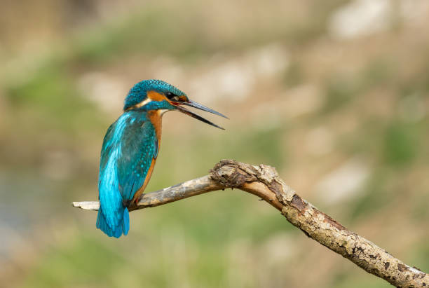 istock Calling male common kingfisher 1387862412
