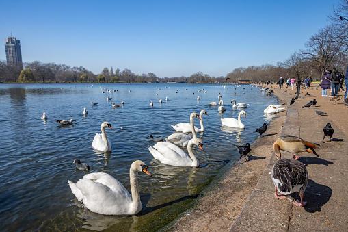 People walking along the banks of The Serpentine at Hyde Park in City of Westminster, London