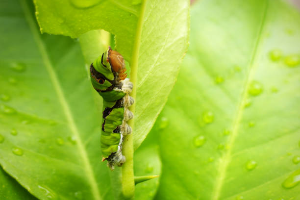 A detailed close-up image of a Swallowtail caterpillar eating a lemon tree leaf
