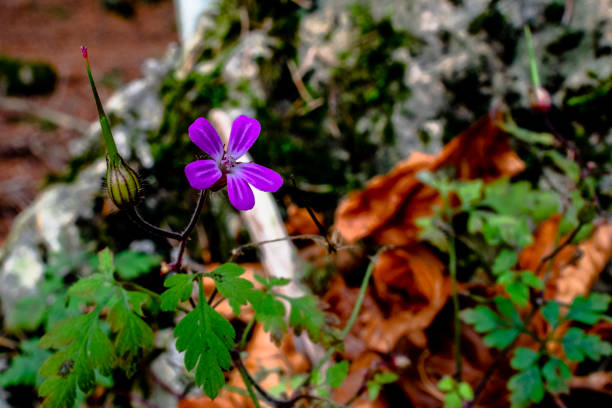 close up of Geranium purpureum in Pieve Bel Vicino Schio Vicenza Italy