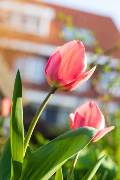 istock Garden tulips growing early spring 1387868440