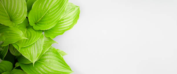 istock Green leaves on white background 1387871074