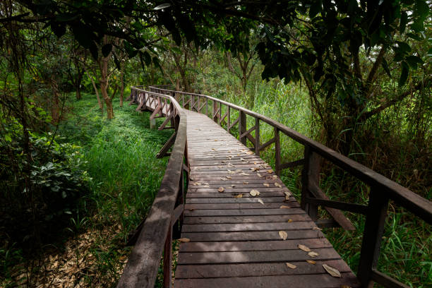 Boardwalk on Santay Island (Isla Santay), Guayaquil, Ecuador stock photo