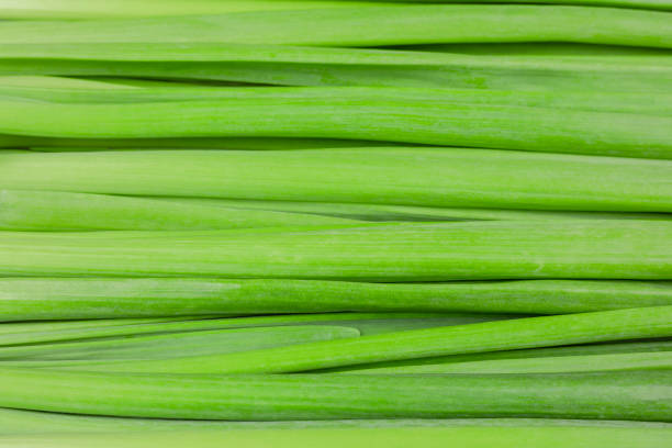 fresh juicy green onion leaves stock photo