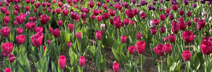 Colorful field of tulips  panorama.
