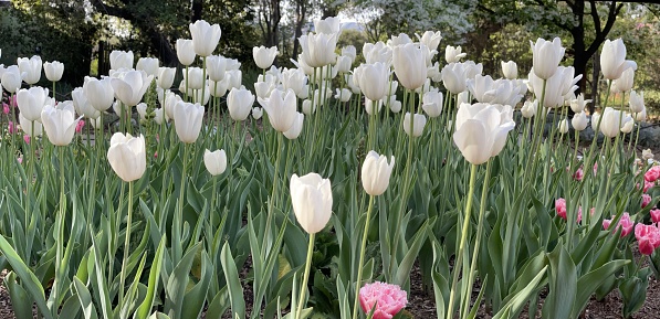 White field of tulips  panorama