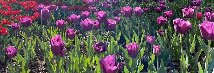 Purple and red field of tulips  panorama