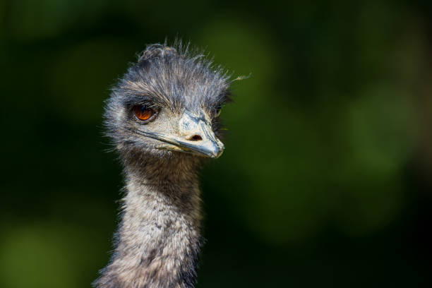 istock Portrait of an emu 1387872600