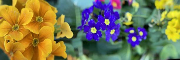 Yellow purple and orange panorama of wildflowers