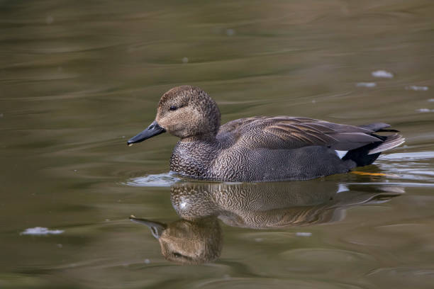 istock Male Gadwall Duck (anas strepera) 1387873710