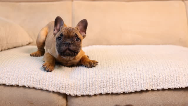 Cute French bulldog puppy running and jumping in the sofa