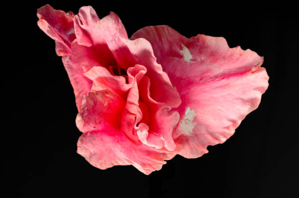 primer plano extremo de una flor de gladiolo rosa sobre un fondo negro - gladiolus single flower isolated white fotografías e imágenes de stock