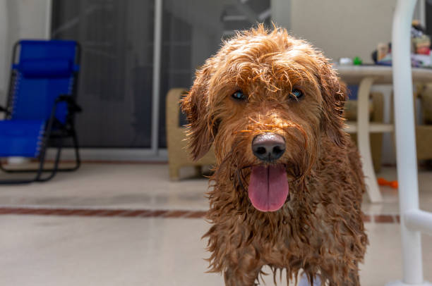 happy wet dog standing poolside looking athe camera