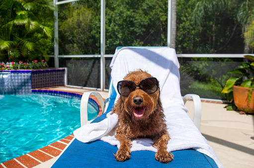 Miniature Golden Doodle lounging poolside wearing sunglasses.