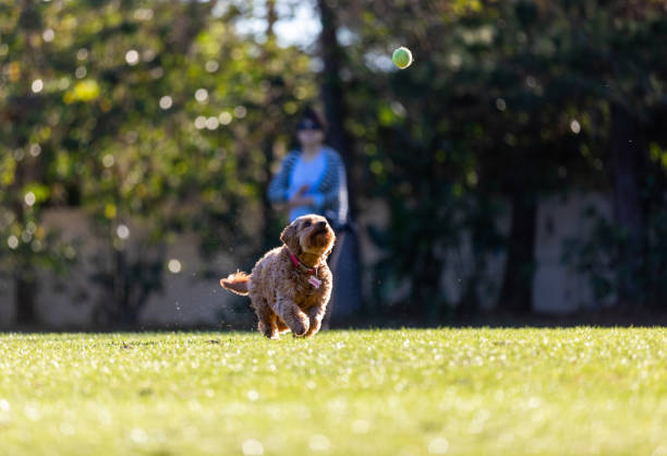 istock Miniature Golden doodle chasing tennis ball 1387876914