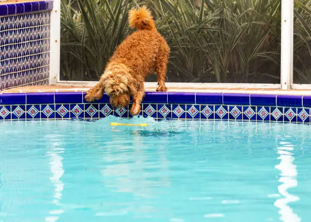 Small golden doodle dog dangerously reaching for toy that fell into aa swimming pool.