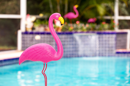 plastic pink flamingo lawn ornament in front of pool background in Florida
