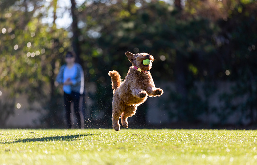 Miniature golden doodle leaps up for a tennis ball playing fetch on a park field.