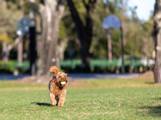 istock Golden doodle's playing in open field 1387876963