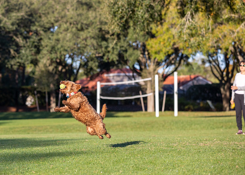 Miniature golden doodle playing fetch on a park field. Jumping to catch tennis ball