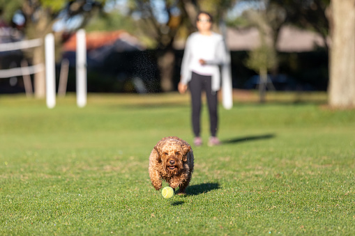 Miniature golden doodle playing fetch on a park field.