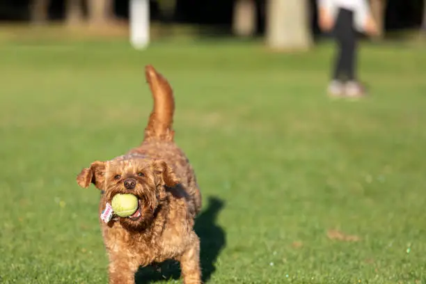 Miniature golden doodle playing fetch on a park field.