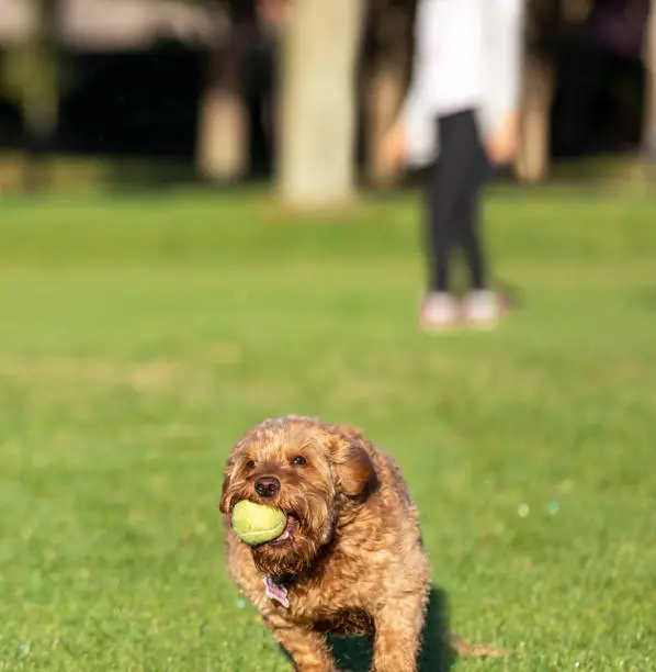 Miniature golden doodle playing fetch on a park field.